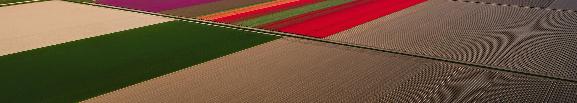 colorful fields